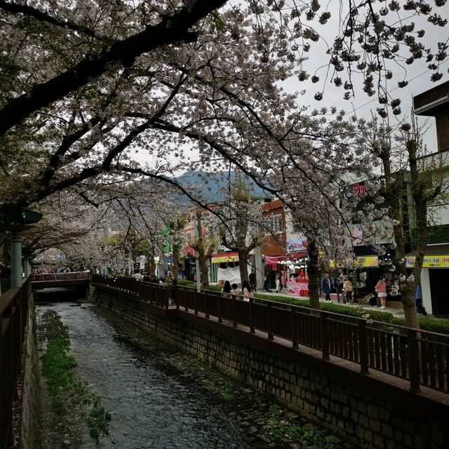 Lovely cherry blossom town for a day visit from Busan