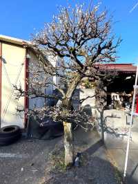 【藤原稲荷神社/東京都】紅白の梅の木が見守る