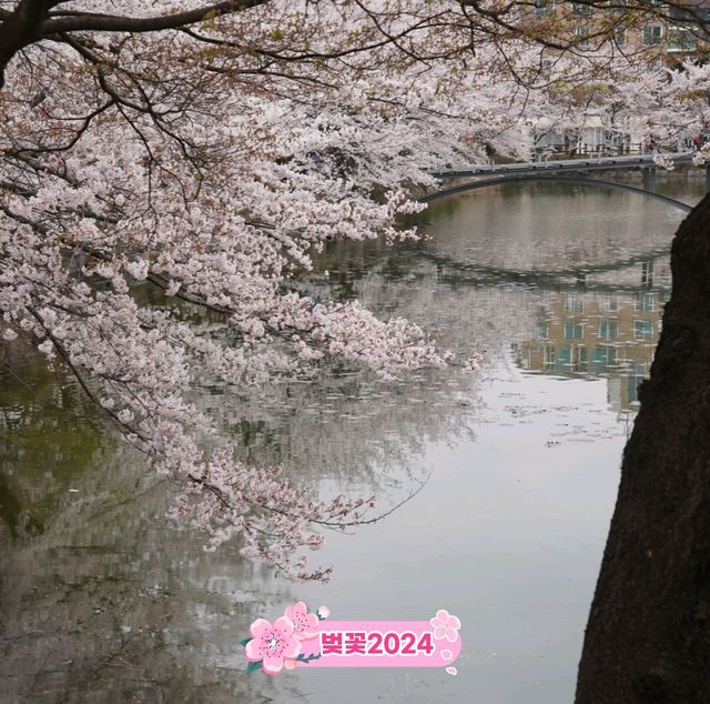 벚꽃터널이 있는 산책코스