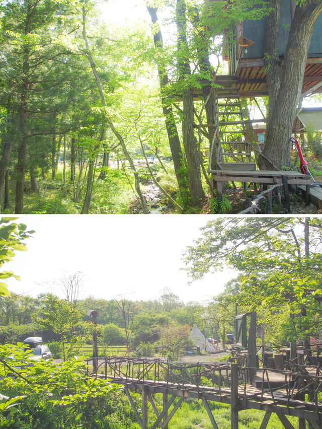 【栃木/那須】一度は泊まってみたいツリーハウス🌲