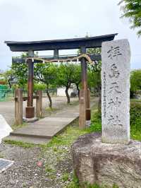 【拝島天神社/東京都】梅の木がたくさん並んでいる