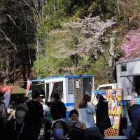 「新倉山淺間公園」｜櫻花、富士山和神社的寶塔