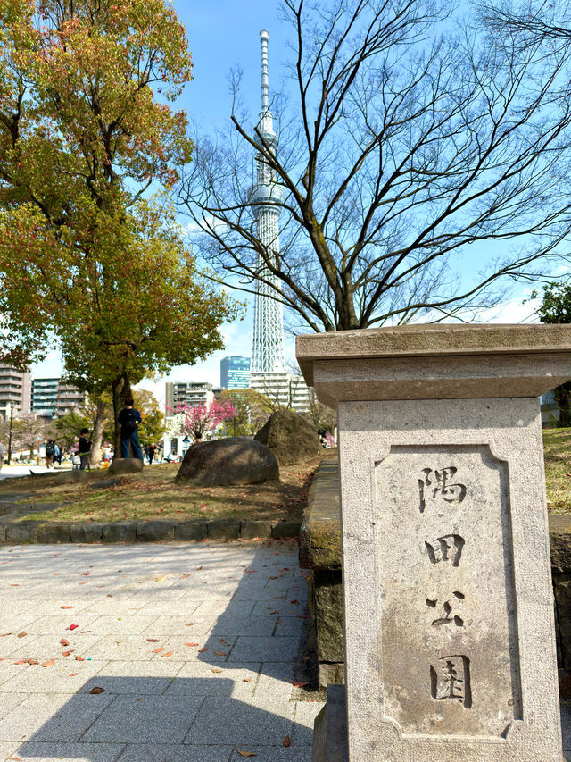 東京　東京観光　墨田区そよ風公園と東京スカイツリーのコラボは最高だぞ！