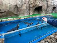 【福岡大分】海洋之卵水族館:海豚、海象表演,特別旅遊體驗