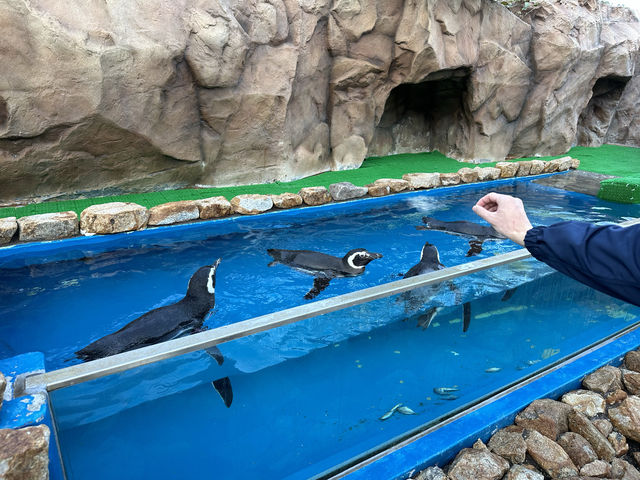 【福岡大分】海洋之卵水族館:海豚、海象表演,特別旅遊體驗 【福岡大分】海洋之卵水族館:海豚、海象表演,特別旅遊體驗