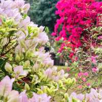 澳門花城公園：自然禪境～漫步放鬆