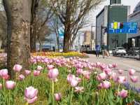 Spring at Toyama Castle