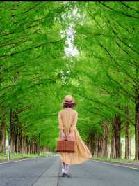 新緑でリフレッシュ🌲圧巻のメタセコイア並木🌲