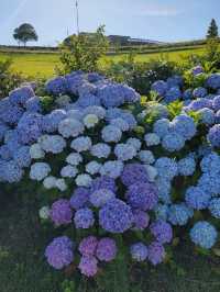 淡路島　大パノラマのお花畑を楽しめる公園🌷