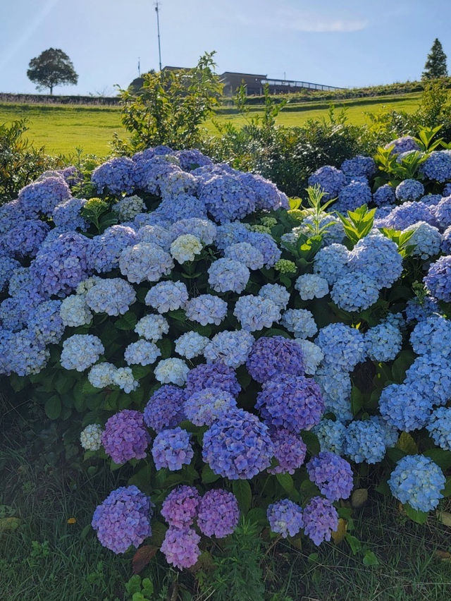 淡路島　大パノラマのお花畑を楽しめる公園🌷