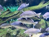 Cairns Aquarium