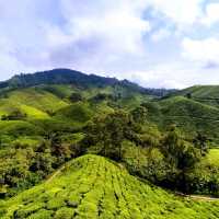 🌄 Vwrdant Beauty at Cameron Highlands 🍵