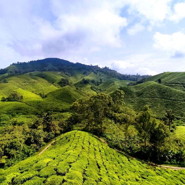 🌄 Vwrdant Beauty at Cameron Highlands 🍵