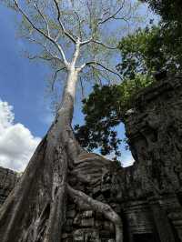  The famous "Tomb Raider tree" located within the Ta Prohm temple complex in Angkor, Cambodia. 