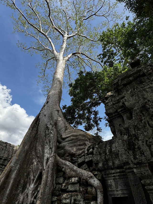  The famous "Tomb Raider tree" located within the Ta Prohm temple complex in Angkor, Cambodia. 