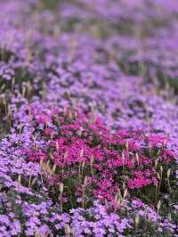 北海道最推薦的芝櫻公園💐