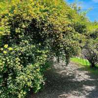 【福岡観光】藤の花のアーチが圧巻