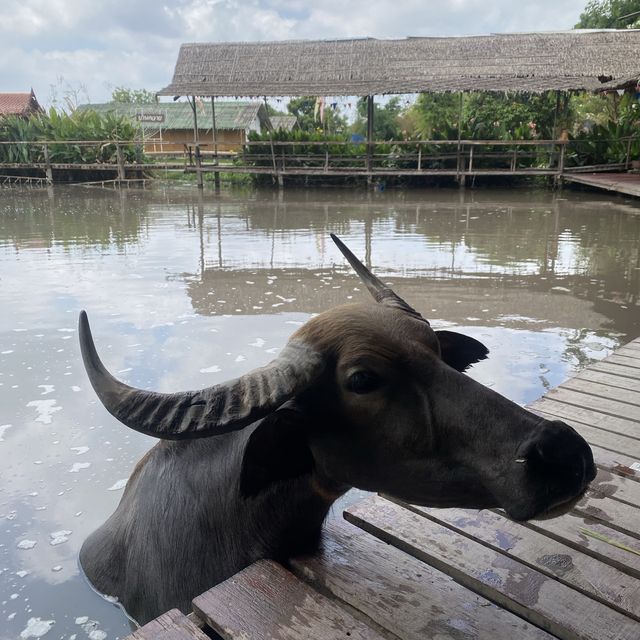 หมู่บ้านอนุรักษ์ควายไทย