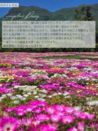 【大分/天国の花畑】天空に見たこともない美しい場所があった！！