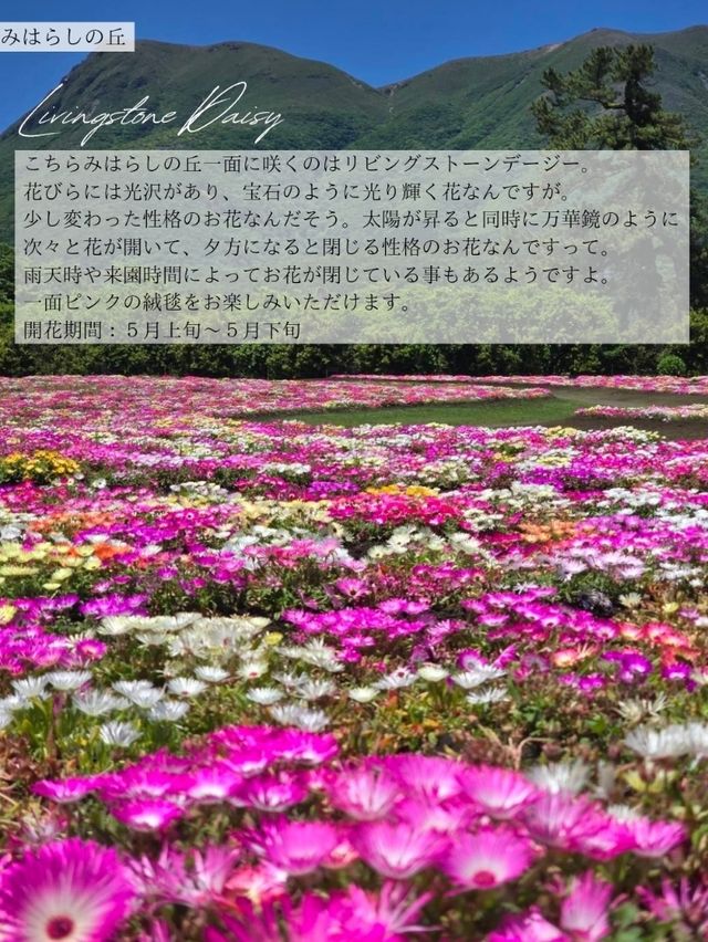 【大分/天国の花畑】天空に見たこともない美しい場所があった！！