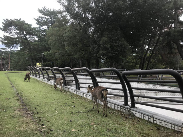 ให้อาหารกวางที่ NARA PARK | Osaka 🇯🇵
