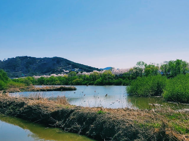 Hwapocheon wetland ecological park