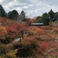 【京都観光】京都の紅葉スポット
