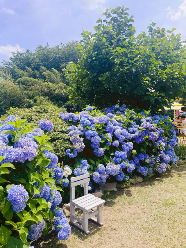 💙파란 수국이 한가득한 이곳 앵지밭골 그집 카페입니다💜