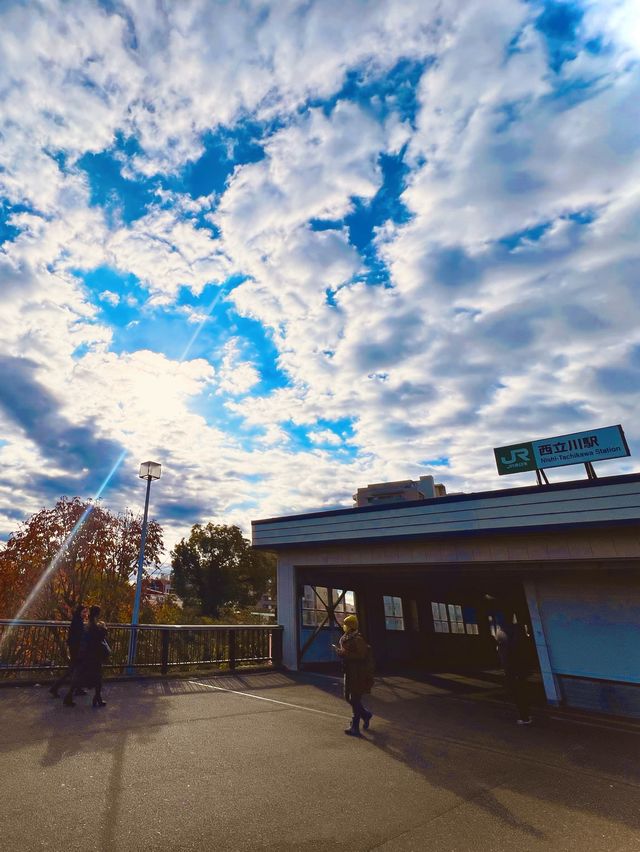 The Best Ginkgo Trees Park🍁Showa Kinen Park Tokyo