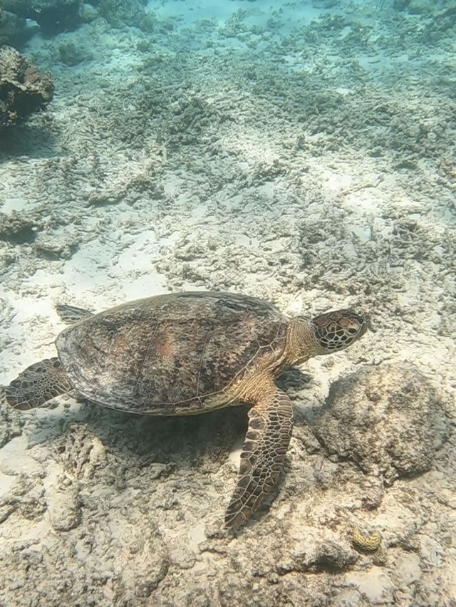 【沖縄離島】世界に誇れる美しすぎる沖縄の海