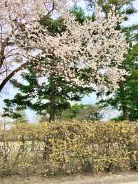 【首爾】景福宮：踏尋千年歷史，充滿韓國傳統韻味的皇家宮殿