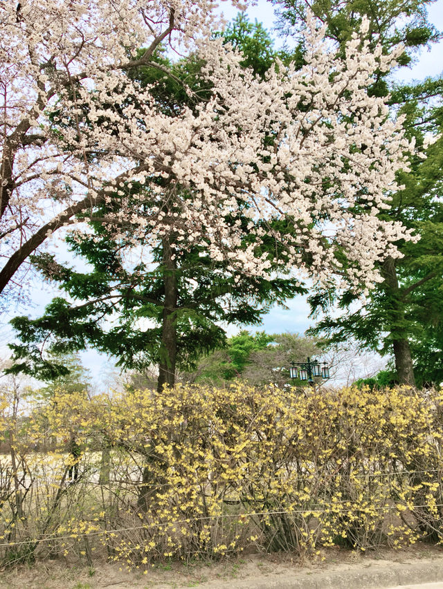 【首爾】景福宮：踏尋千年歷史，充滿韓國傳統韻味的皇家宮殿