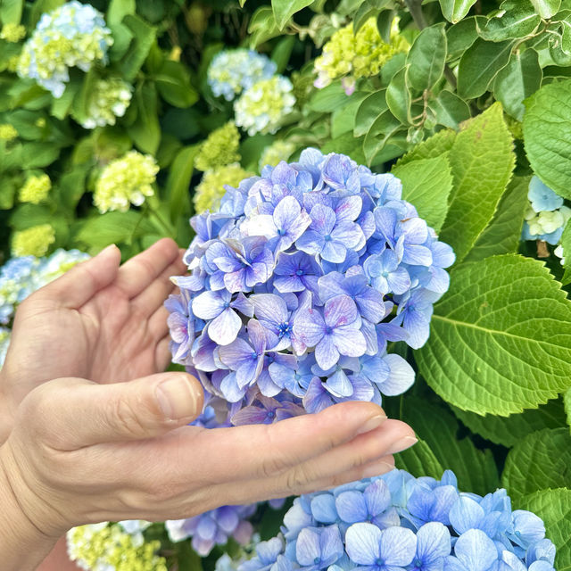 바다와 수국을 함께 담을 수 있는 이곳 ✨