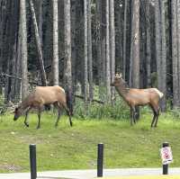 Beautiful Elk