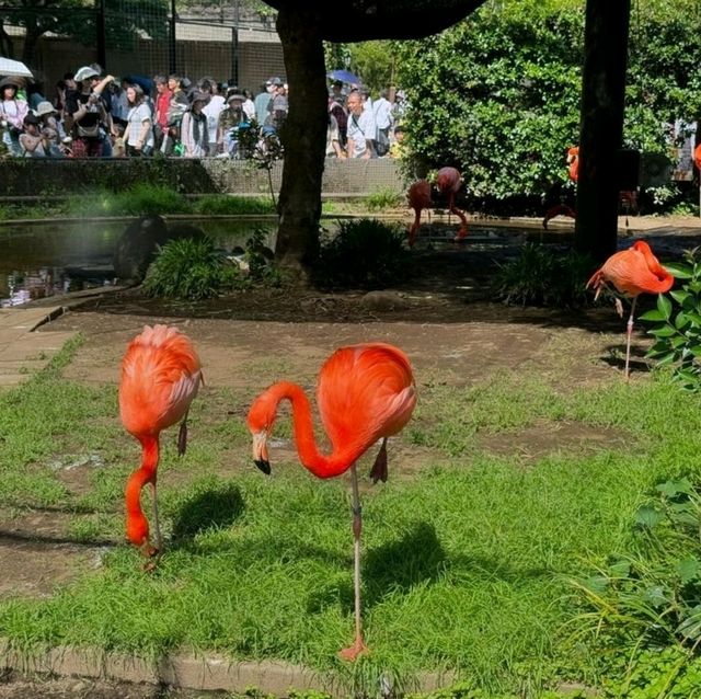 恩賜上野動物園