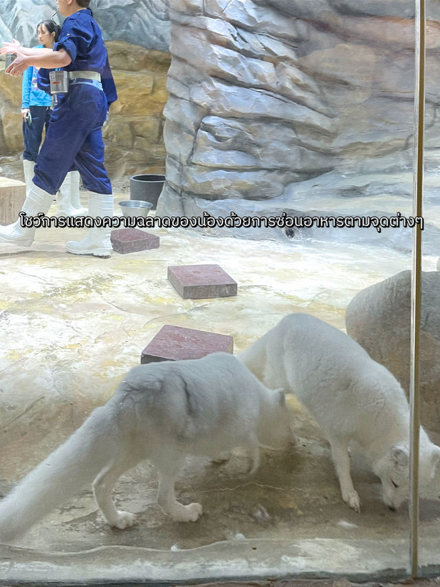 ไปดูจิ้กจอกอาร์กติกที่ฮ่องกงกัน 🦴