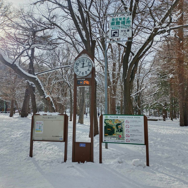 Winter Wonderland Magic: Maruyama Park in Sapporo