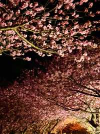〜静岡県〜色あざかやな河津桜ライトアップ