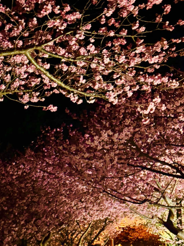 〜静岡県〜色あざかやな河津桜ライトアップ