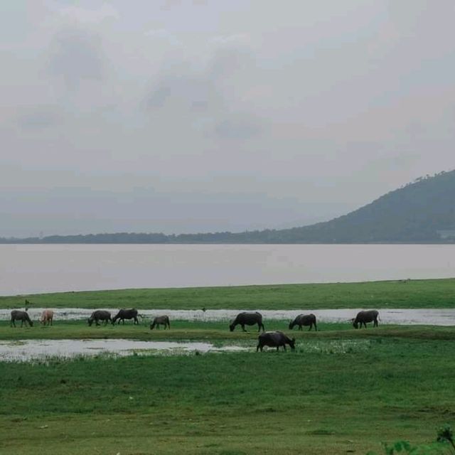 🌿🐑ถ่ายรูปกับฝูงแพะ @เขื่อนป่าสักฯ ลพบุรี