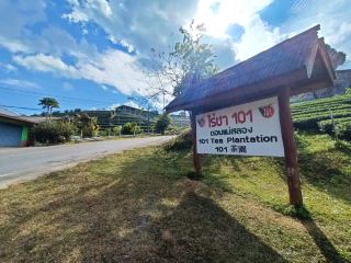 Tea Plantation 101, Doi Mae Salong.