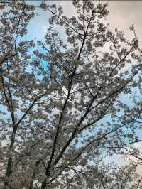 Cherry Blossoms at Gucun Park, Shanghai 🌸🇨🇳