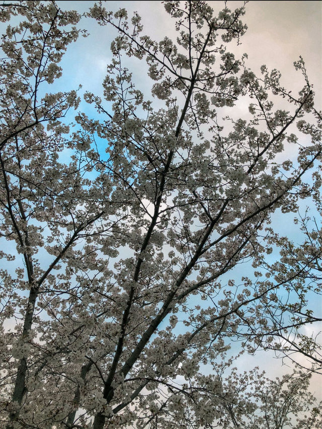 Cherry Blossoms at Gucun Park, Shanghai 🌸🇨🇳