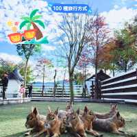 【台灣】宜蘭張美阿嬤農場：開放式動物園，提前買票更便宜