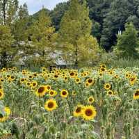 季節の花に動物、昭和にタイムスリップまで！？📍ぎふ清流里山公園