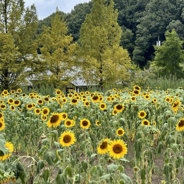 季節の花に動物、昭和にタイムスリップまで！？📍ぎふ清流里山公園