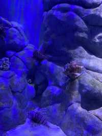 🪼 S.E.A. Aquarium ในสิงคโปร์✨