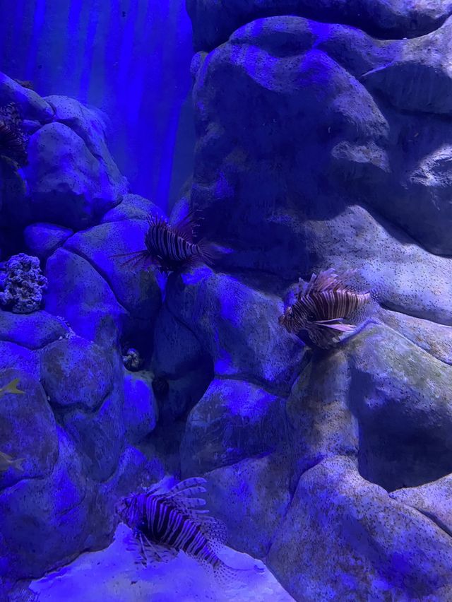 🪼 S.E.A. Aquarium ในสิงคโปร์✨