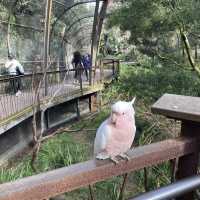 墨爾本動物園無疑是游客必去的熱門景點之一。