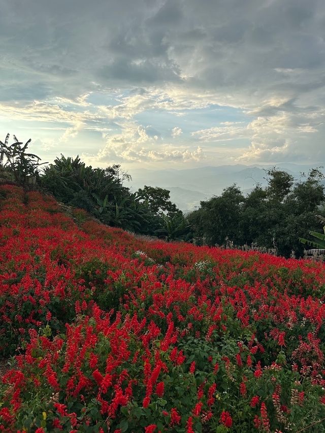 📍 ยิ่งยงสวนดอกไม้ 